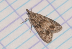 Eudonia mercurella