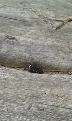 Platyrhinus resinosus