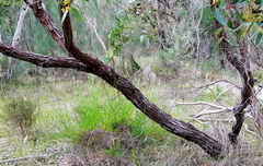 Eucalyptus marginata