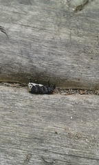 Platyrhinus resinosus