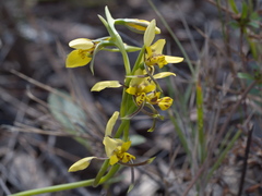 Diuris platichila