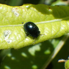 Plagiodera versicolora