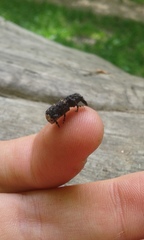 Platyrhinus resinosus