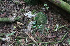 Pyrrosia eleagnifolia