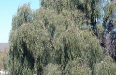 Schinus molle