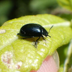Plagiodera versicolora