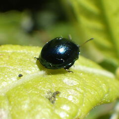 Plagiodera versicolora