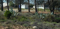 Agave americana