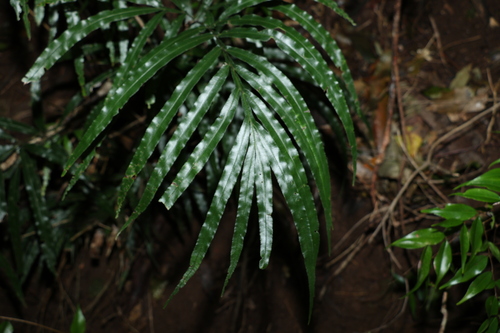 Image of Pteris umbrosa by (c) Greg Tasney, some rights reserved (CC BY-SA)