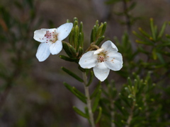 Ricinocarpos bowmanii