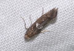 Acrolepiopsis assectella