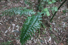 Asplenium oblongifolium