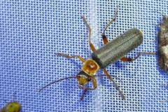 Cantharis nigricans