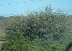 Vachellia karroo