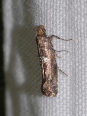 Acrolepiopsis assectella