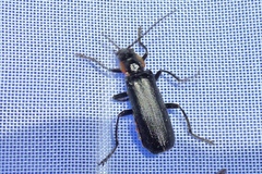 Cantharis obscura