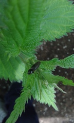 Athous haemorrhoidalis