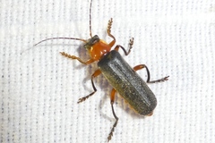 Cantharis pellucida