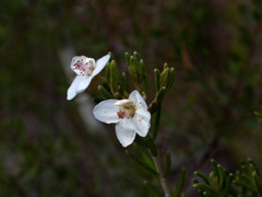 Ricinocarpos bowmanii