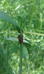 Cercopis vulnerata