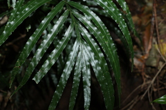 Pteris umbrosa