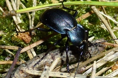 Carabus convexus