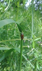 Cercopis vulnerata
