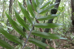 Asplenium oblongifolium