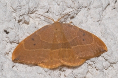 Watsonalla binaria
