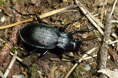 Carabus hortensis