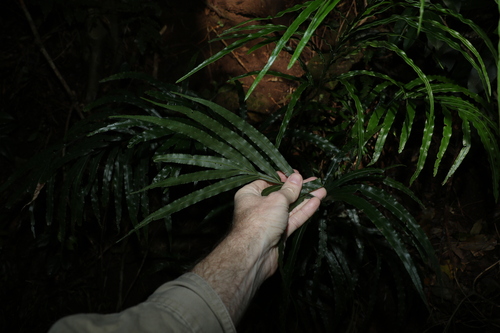 Image of Pteris umbrosa by (c) Greg Tasney, some rights reserved (CC BY-SA)