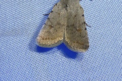 Caradrina selini