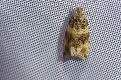 Celypha flavipalpana