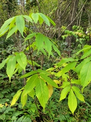 Sambucus racemosa