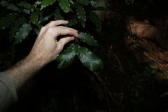 Polyscias sambucifolia