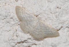 Idaea subsericeata