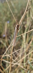 Macronemurus