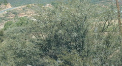 Vachellia karroo