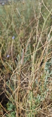 Macronemurus