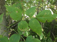Fraxinus americana