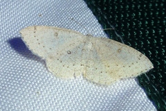 Cyclophora albipunctata