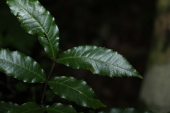 Polyscias sambucifolia