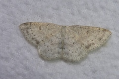 Cyclophora albipunctata
