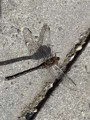 Aeshna mixta