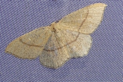 Cyclophora punctaria