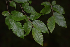 Carpinus