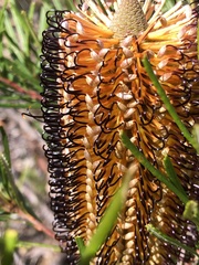 Banksia cunninghamii