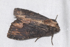 Dypterygia scabriuscula