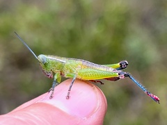 Floritettix borealis