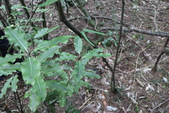 Pittosporum eugenioides